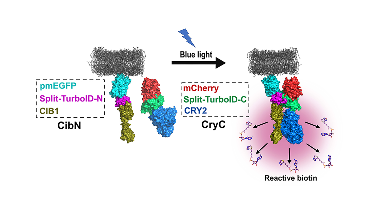 Schematic of molecules. At left, two separate molecules represented in various colors. Center, a blue lightning flash denotes light. At right, the two molecules have come together and emit a pink glow. 