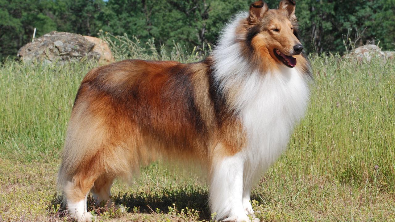 A collie dog in the sunshine. 