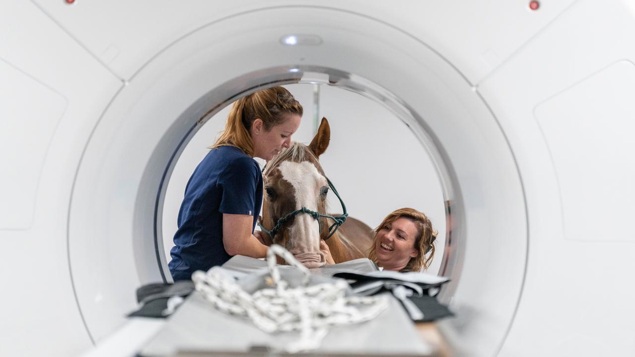 Two caretakers gently interact with a horse inside a piece of veterinary equipment.
