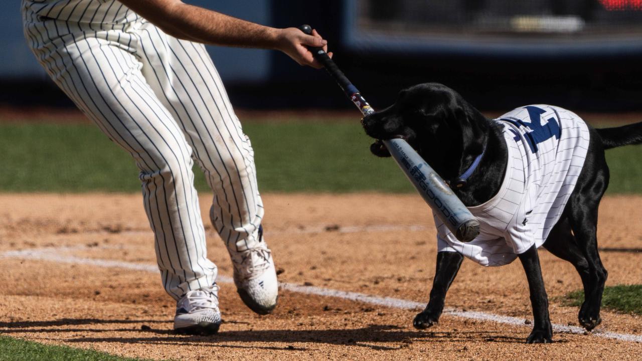 Black dog in white baseball jersey nipping a bat held by player on dirt field