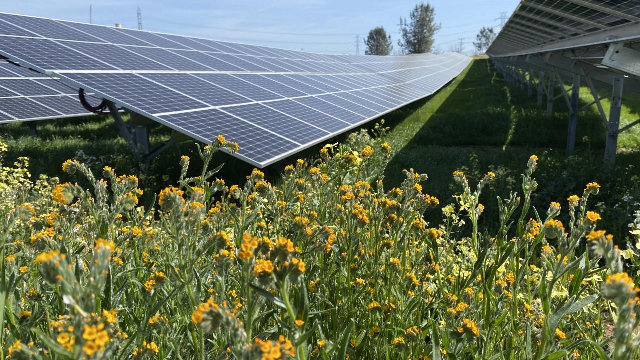 yellowish orange flowers grow beneath and around solar panels