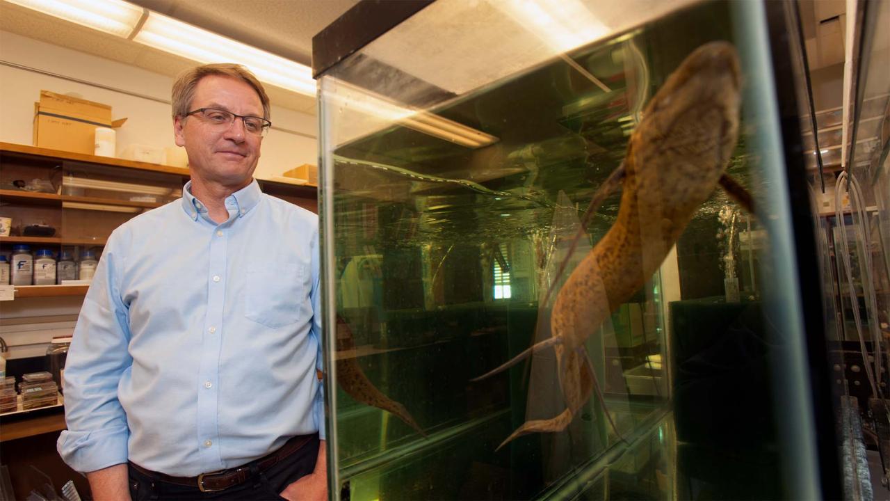 Man in a lab observing a large fish inside a glass aquarium