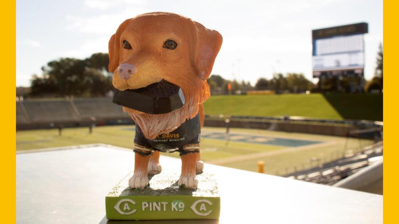 Pint K-9 bobblehead in UC Davis Health Stadium