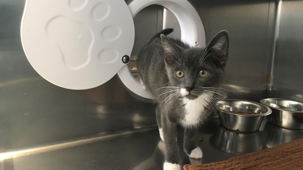 A small grey kitten in a cage