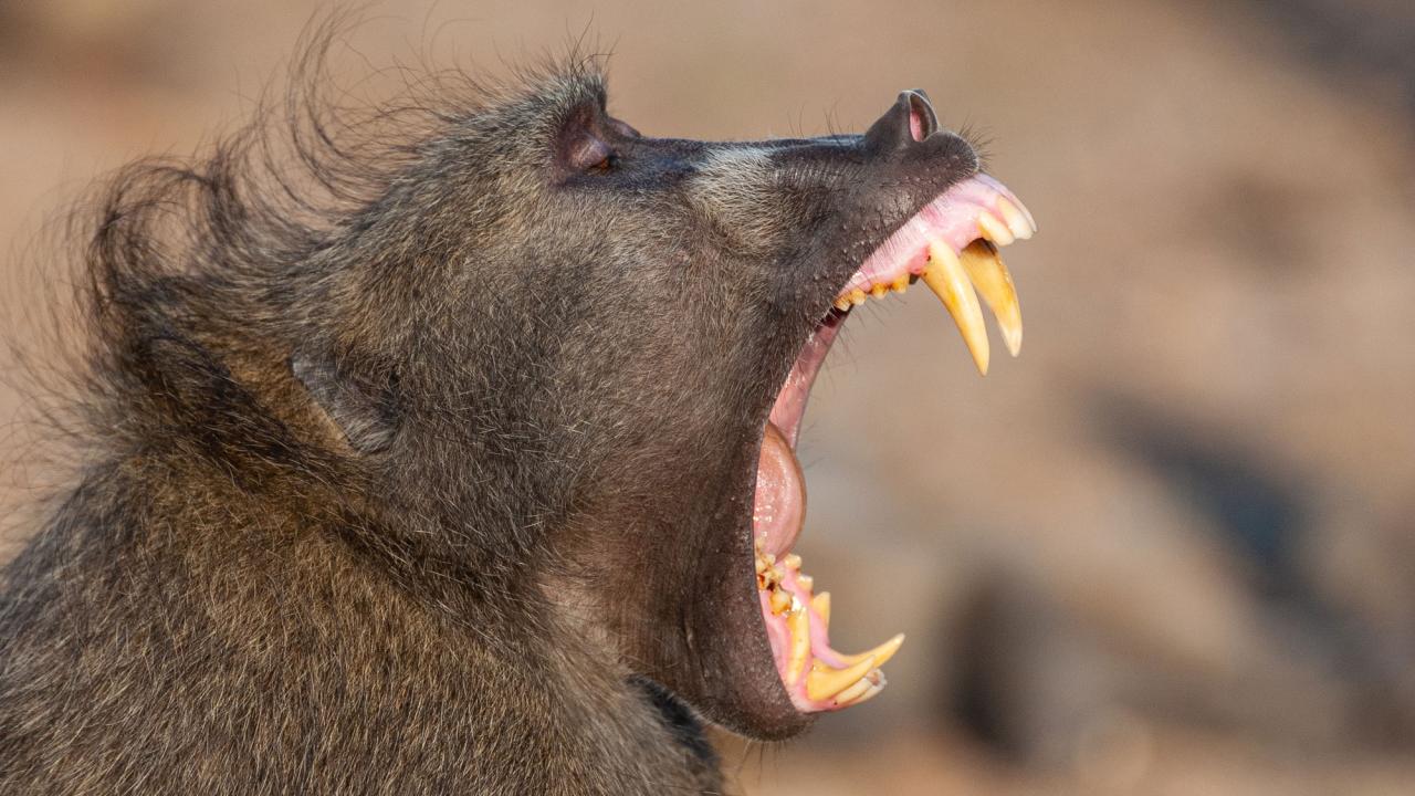 Primate with teeth showing