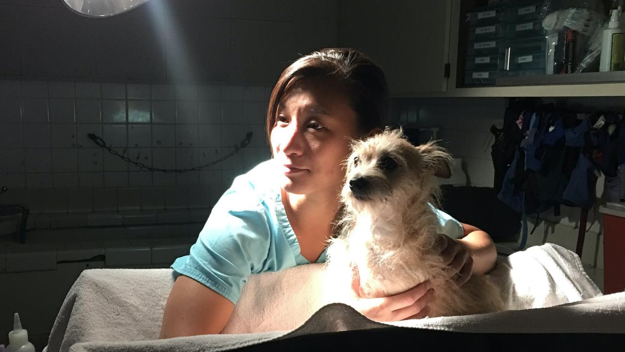 A student in scrubs holds a dog at UC Davis. 