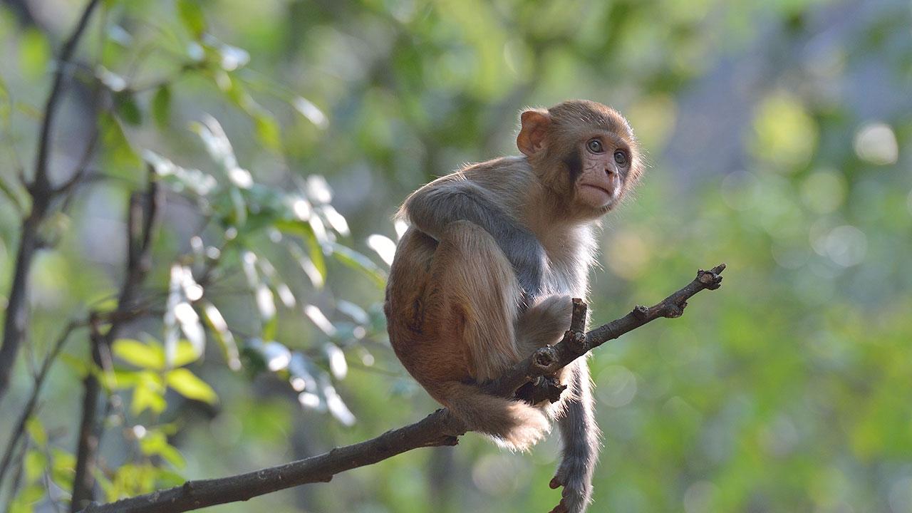 A rhesus macacque sits on the end of a branch in a sunny forest.