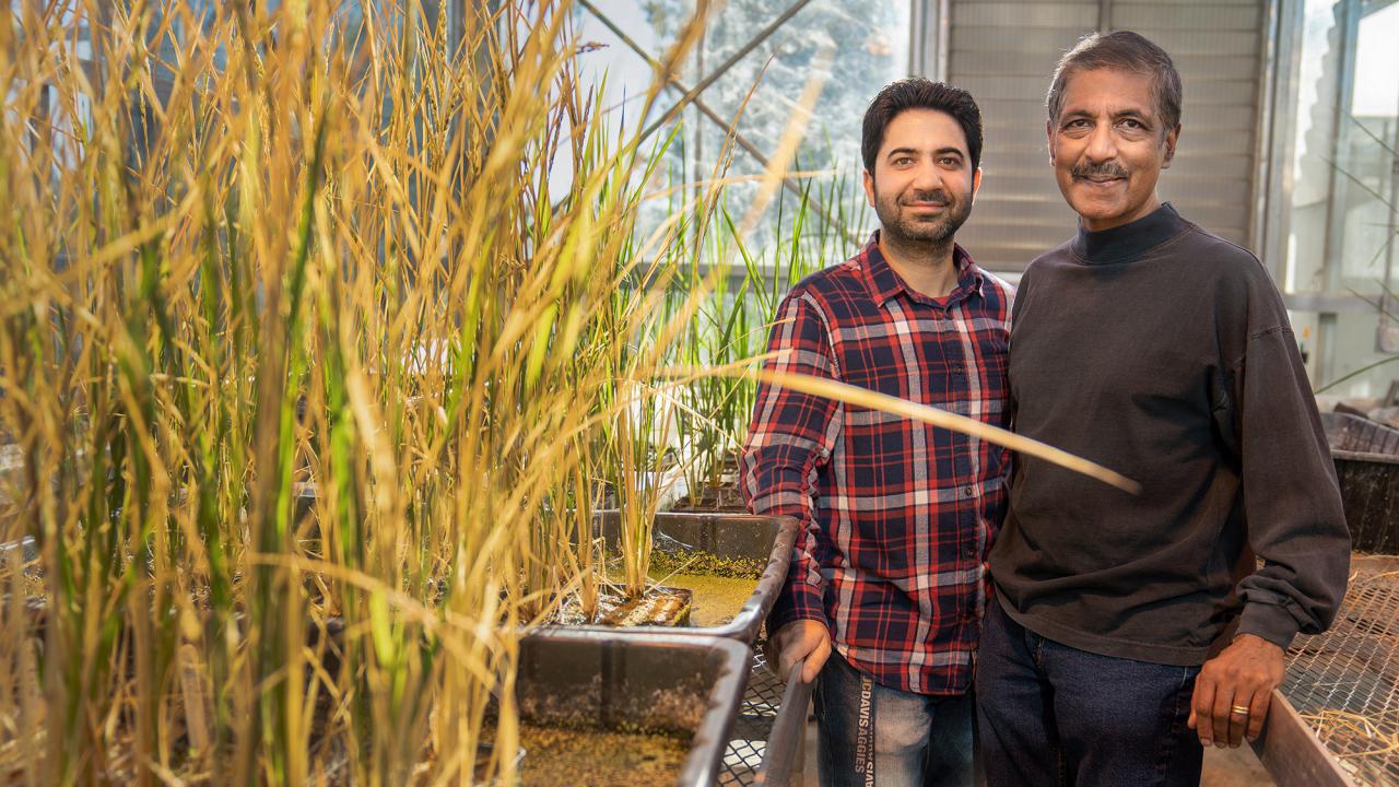 Two researchers stand inside a greenhouse
