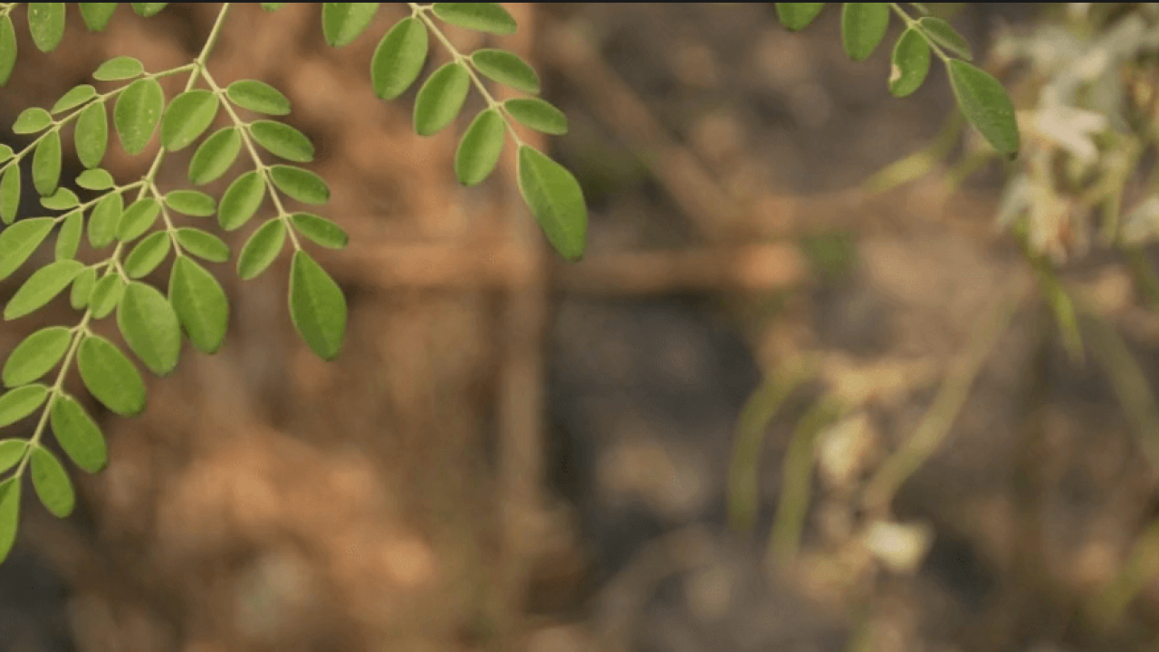 branches of moringa 