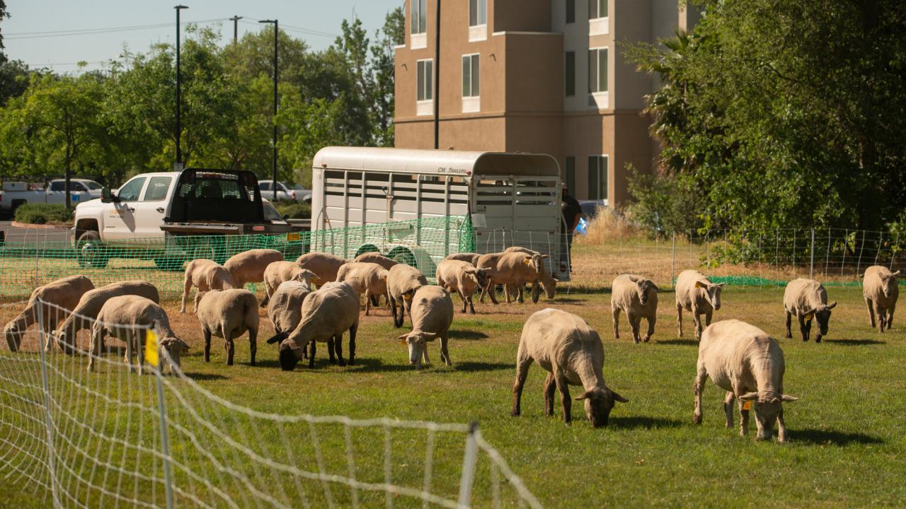 Sheep graze in field, hotel in background
