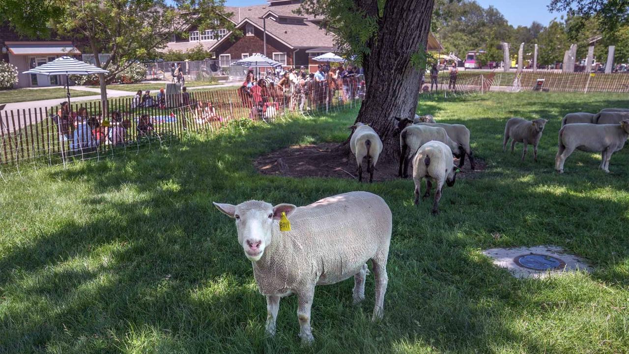 Sheep mowers on campus