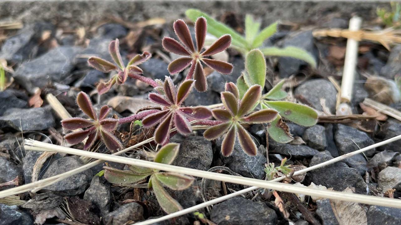 green succulents poking through rocks