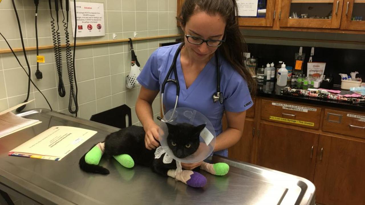 Cat being treated from wildfires