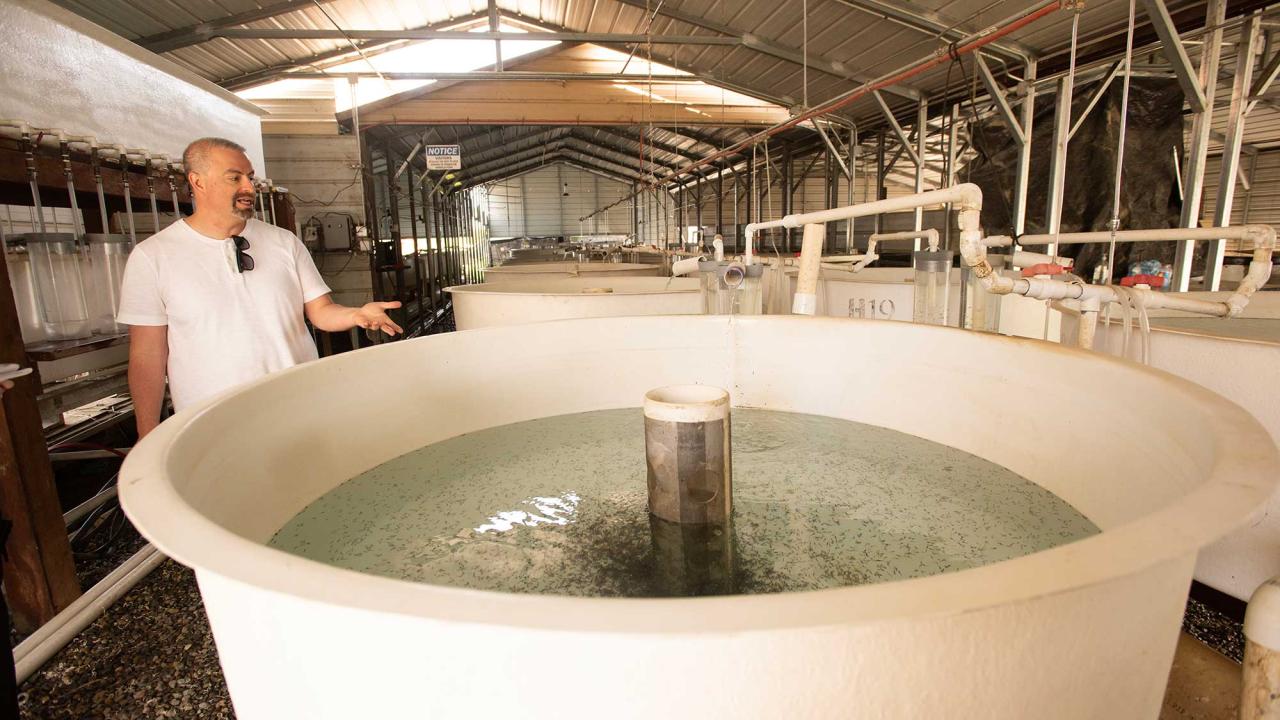 A man stands behind a large white tub of recently hatched fish. Hundreds of them are swimming around the filter in the center. He is wearing a white shirt, talking and gesturing toward the tub, and they are in a large metal-roofed shed or industrial facility.