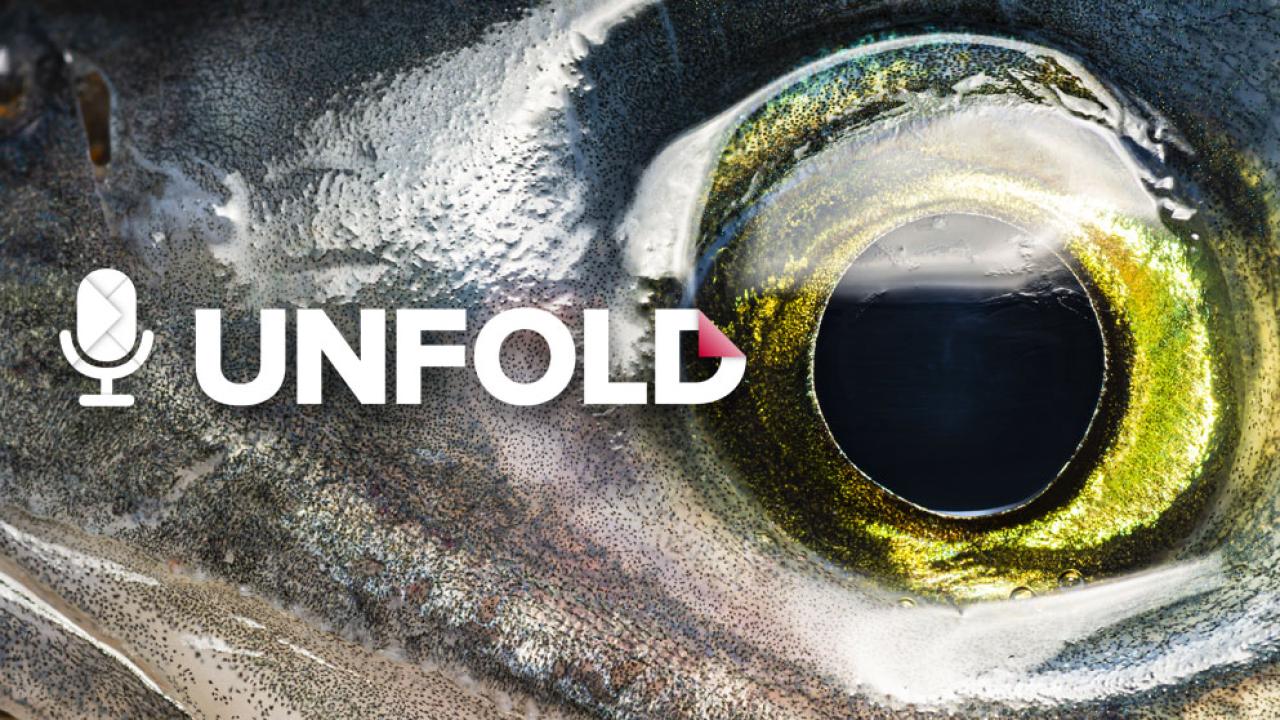 A close up of a fish eye - Unfold, a podcast by UC Davis, subscribe today!