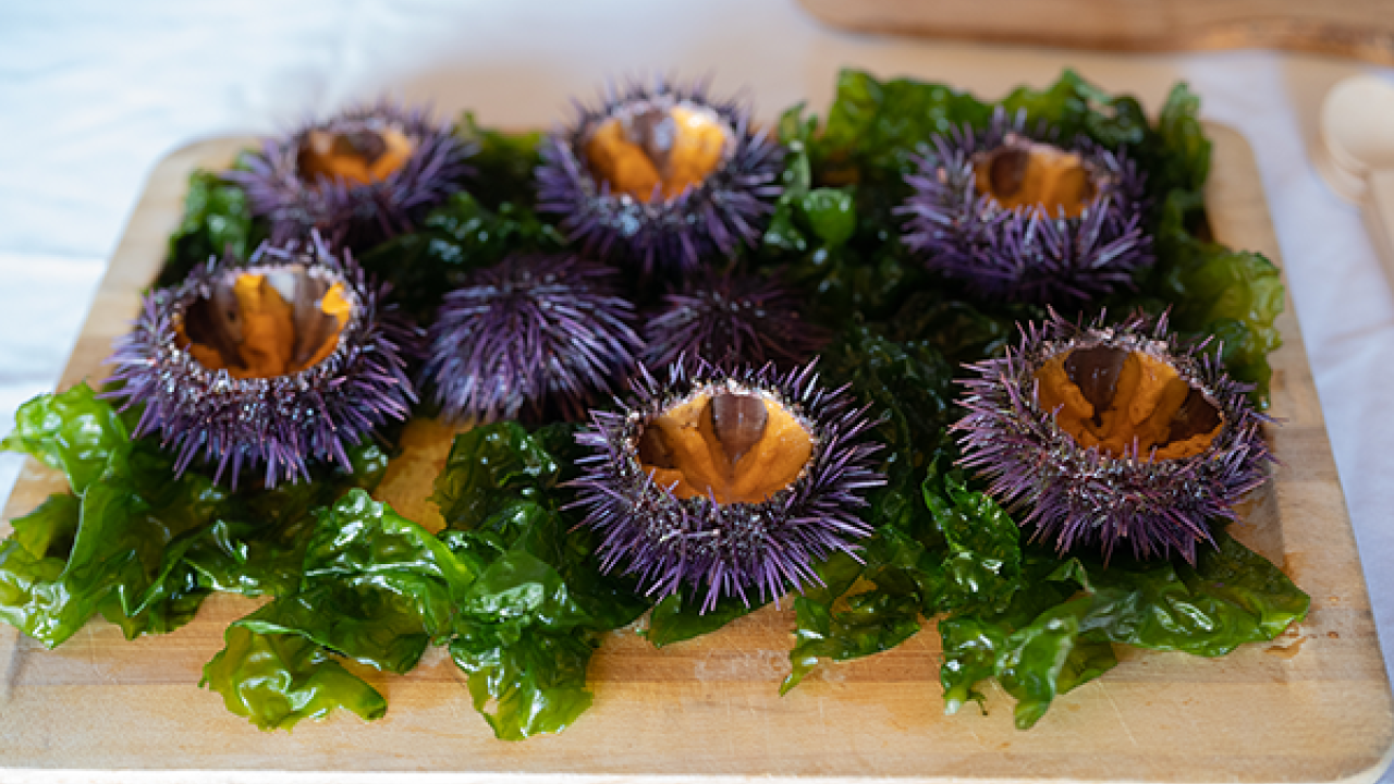 Urchins