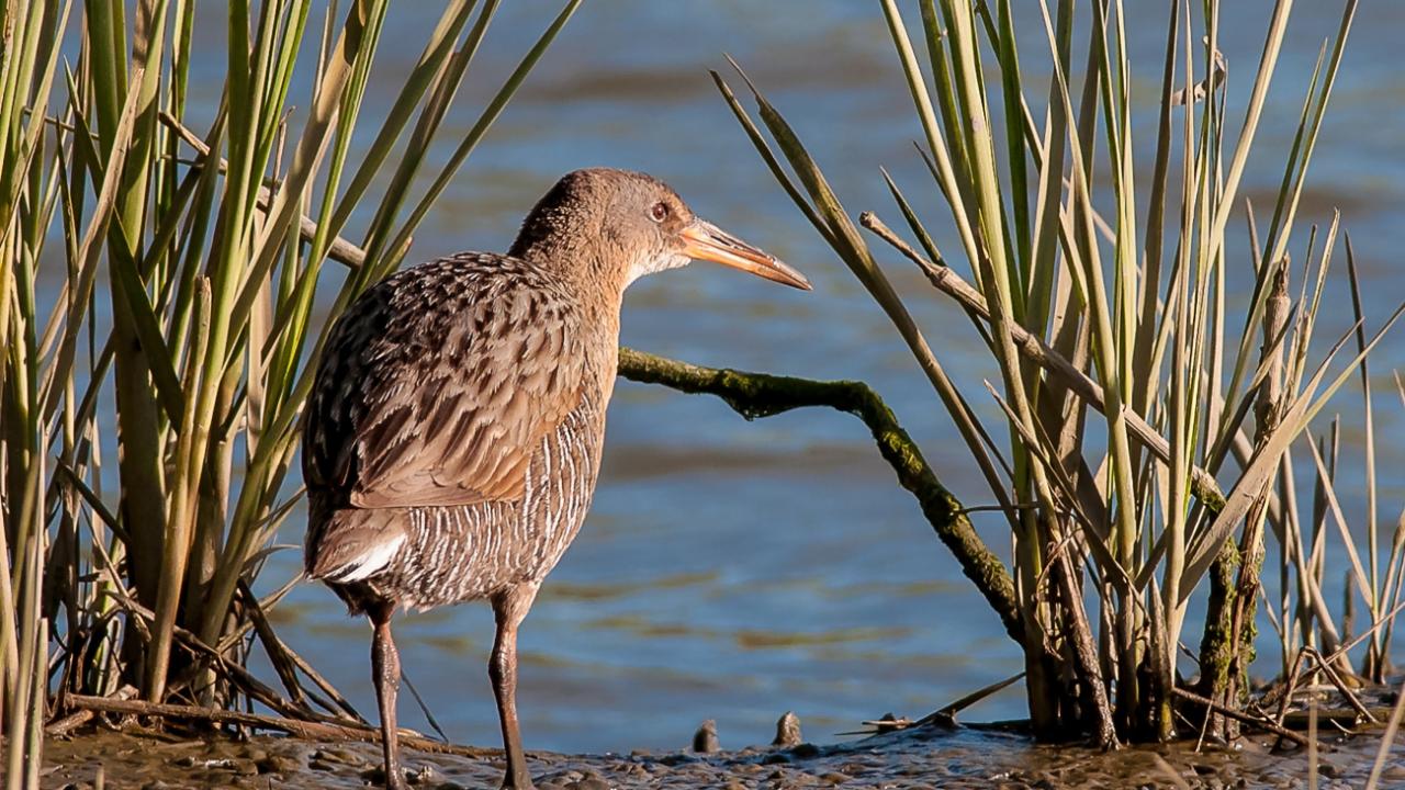 Small brown marsh bird called a clapper rail standing on muddy shore among grasses, blue water behind