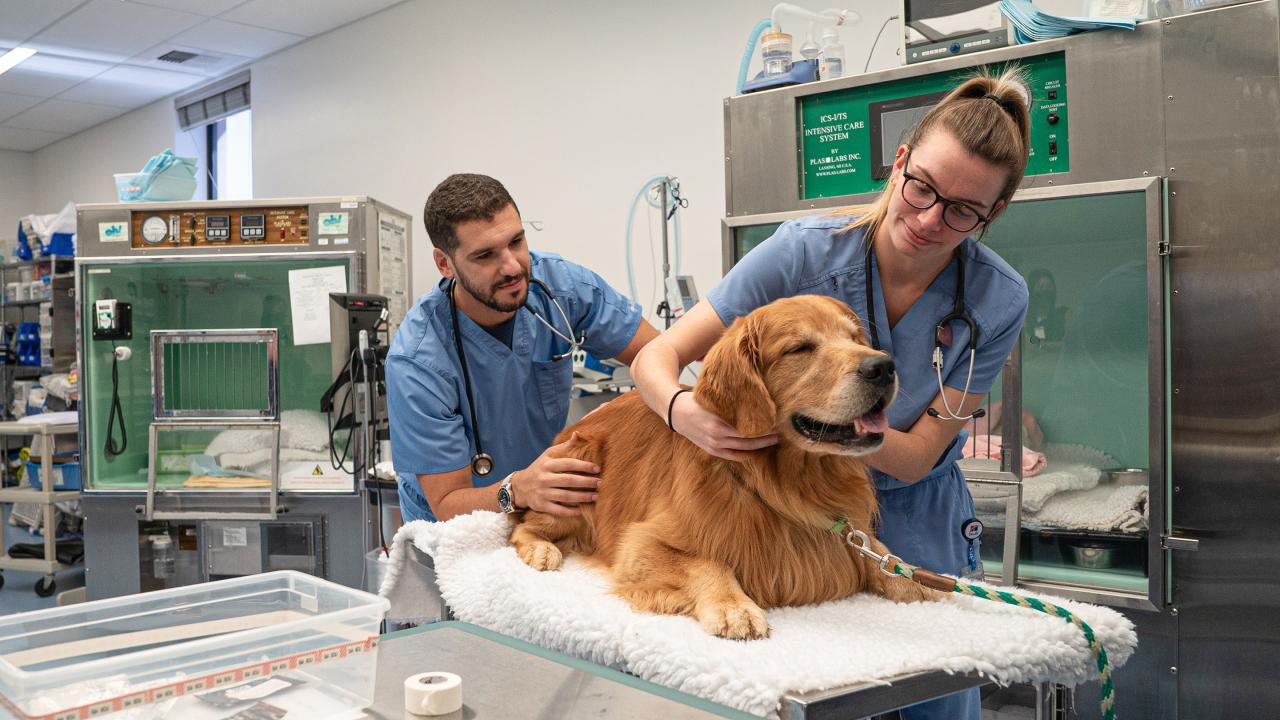 Two UC Davis Veterinary Medicine students handle a golden retriever in a clinical setting