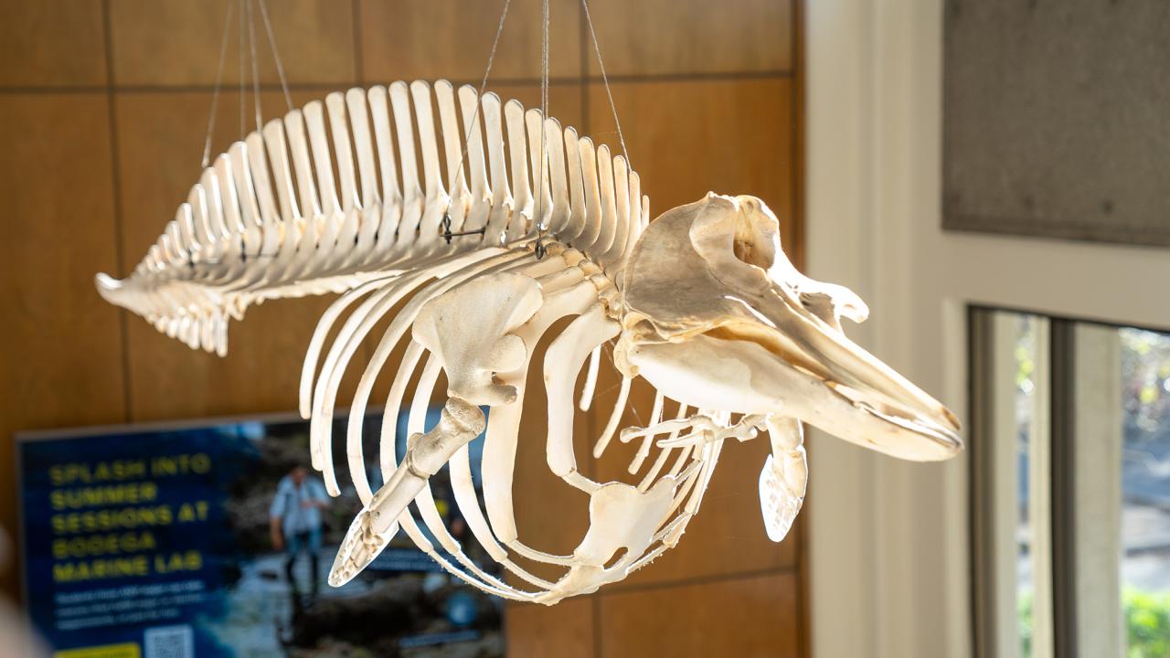 Hanging skeleton of a whale displayed in a bright, modern space.