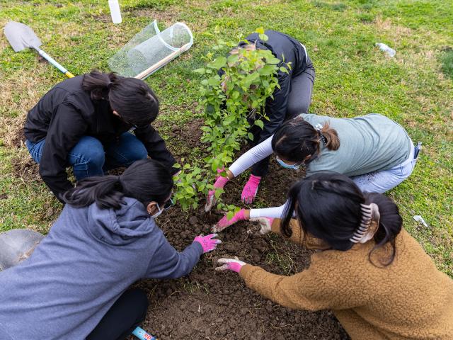 Planting a tree on campus