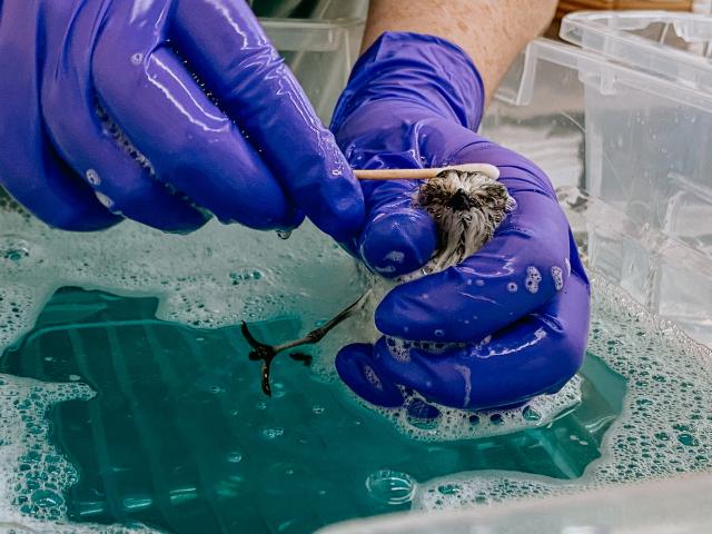 A small bird is being held over a tub of blue, soapy water and scrubbed with a Q-tip 