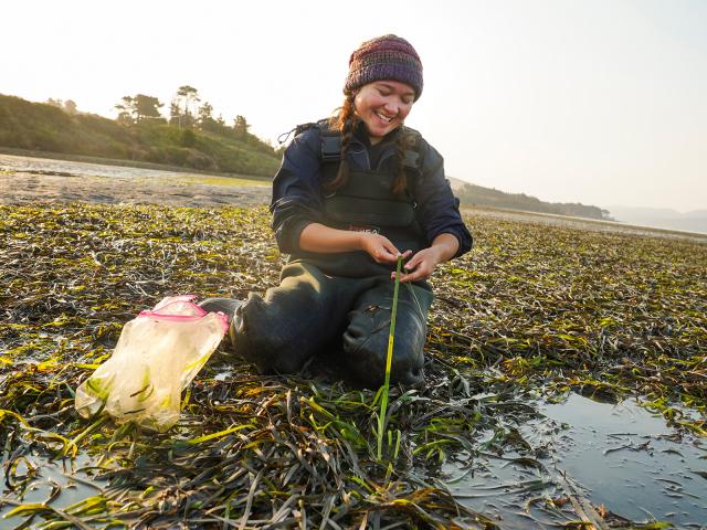 Undergraduate Malia Reiss examines eelgrass in Tomales Bay.