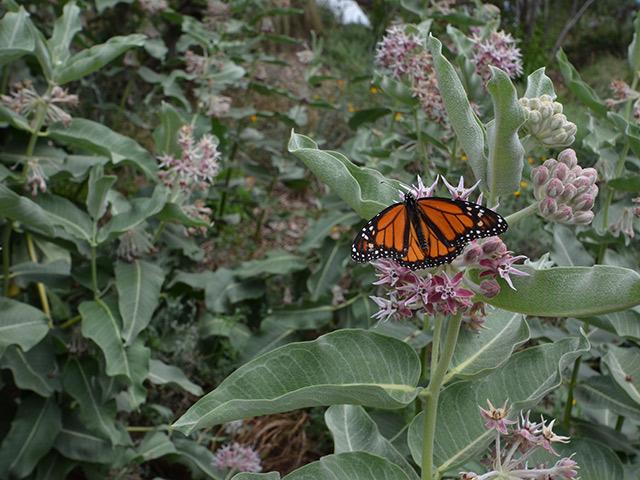 a bush from the UC Davis Arboretum with a butterfly on it