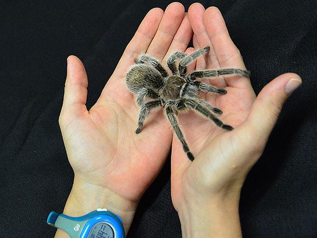 a pair of hands holding a tarantula