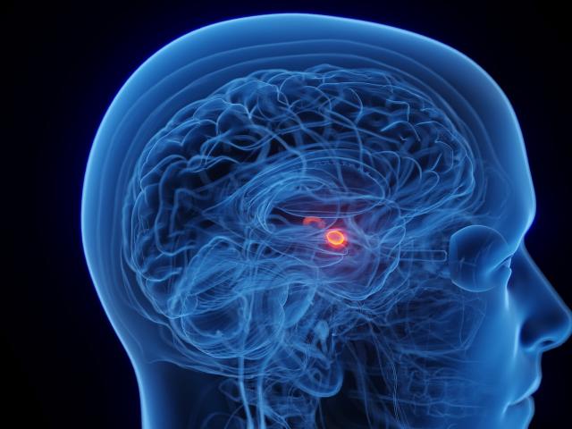 Medical illustration of translucent blue head showing brain with red highlighted deep region, called the amygdala. UC Davis researchers have found that increased amygdala activity when looking at a face predicted increased peer involvement for girls, but less peer involvement for boys.(Adobe Stock)