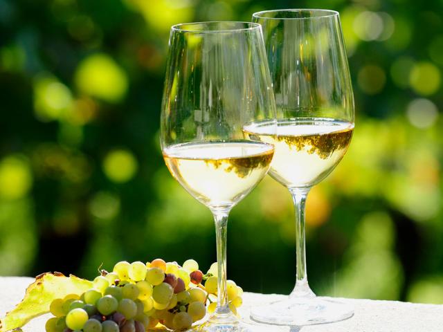 Two glasses of white wine next to white grapes on a table in front of a vineyard.