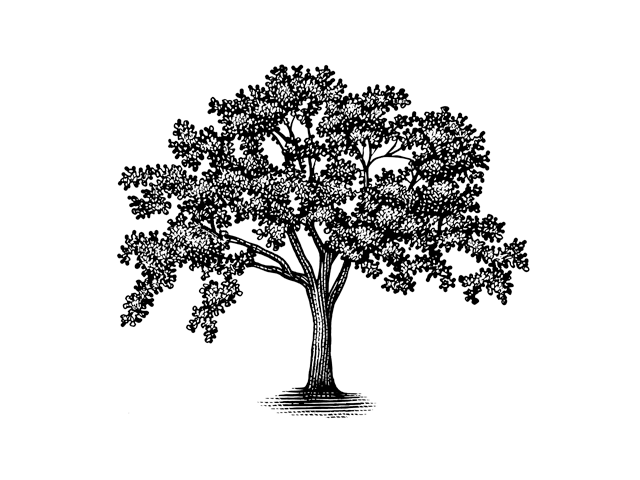 An illustration of an oak tree