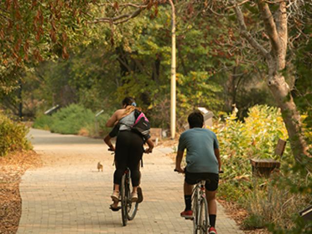 students bicycle together along the uc davis arboretum