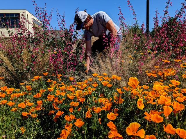 Person wearing a hat kneeling among orange poppies and tall purple flowers near a building