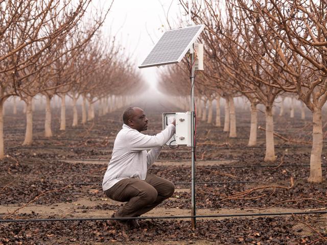 Professor checks orchard watering device