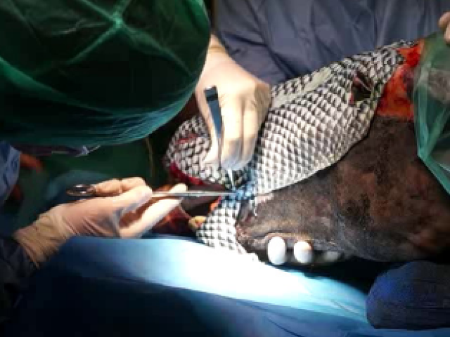horse being operated on
