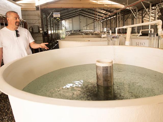 A man stands behind a large white tub of recently hatched fish. Hundreds of them are swimming around the filter in the center. He is wearing a white shirt, talking and gesturing toward the tub, and they are in a large metal-roofed shed or industrial facility.