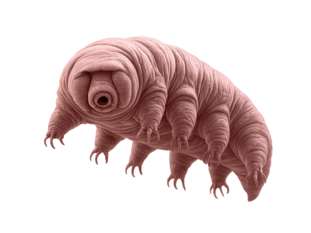 Pink 3D-render tardigrade (water bear) on white background