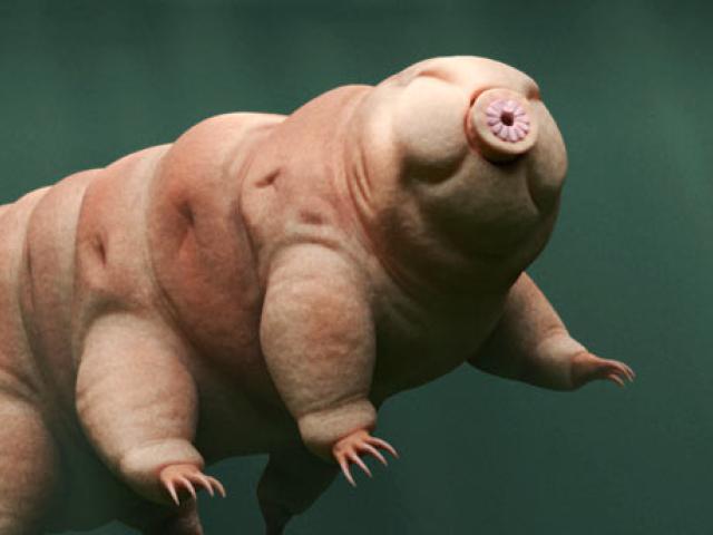 A tardigrade or "Water Bear" swims through a marine environment