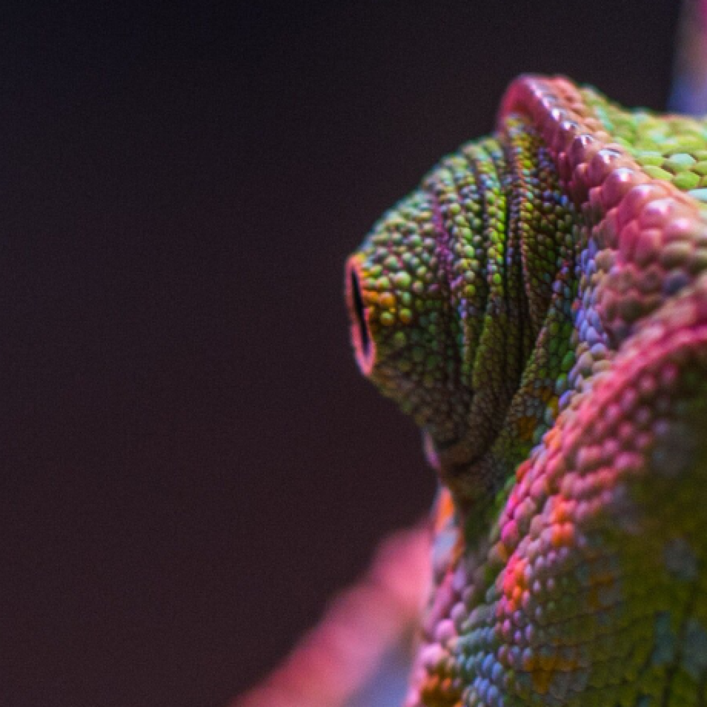 chameleon looking forward
