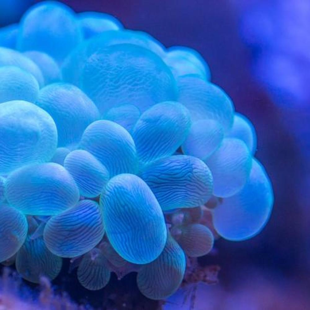 deep sea organism