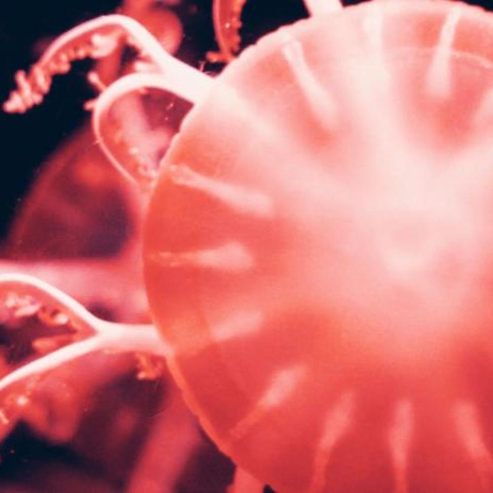 jellyfish