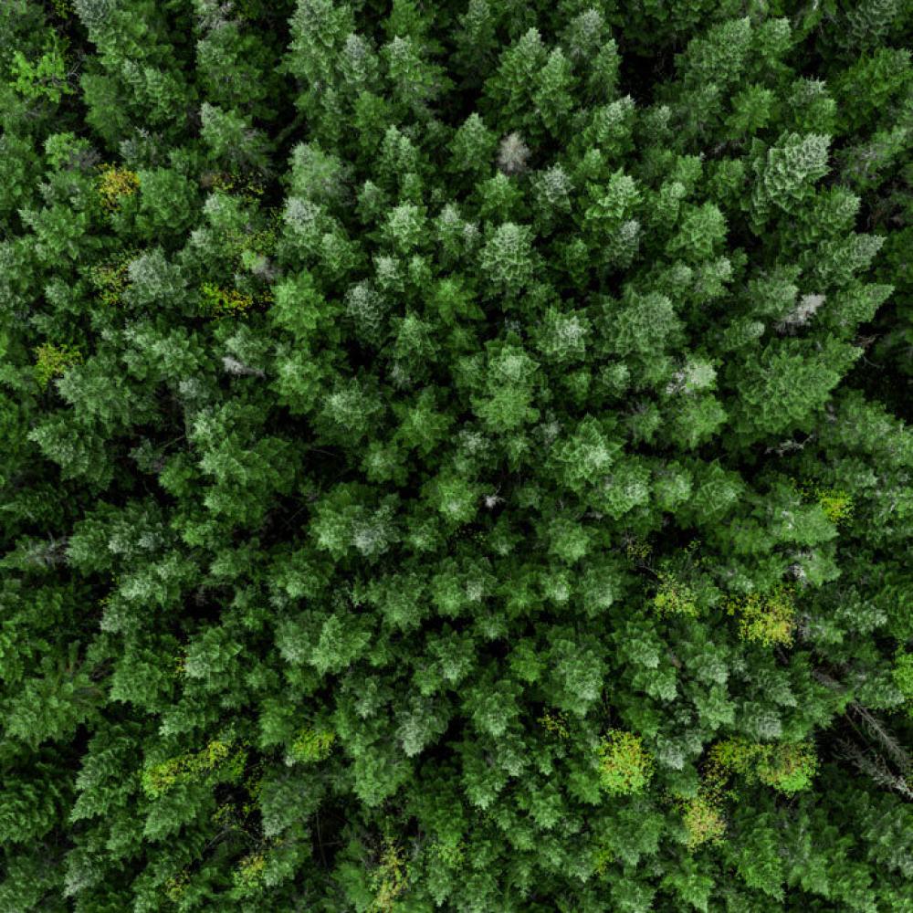 top view of trees in a forest