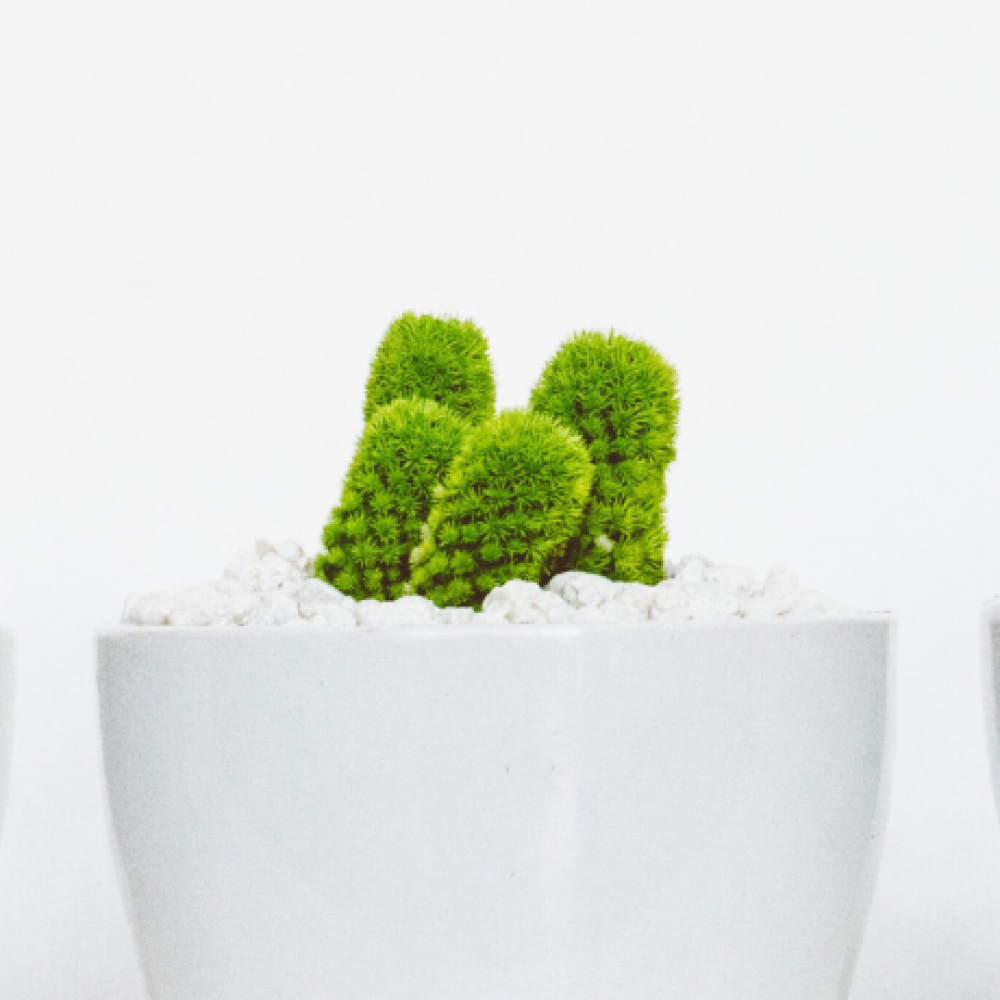five white pots of colorful cacti