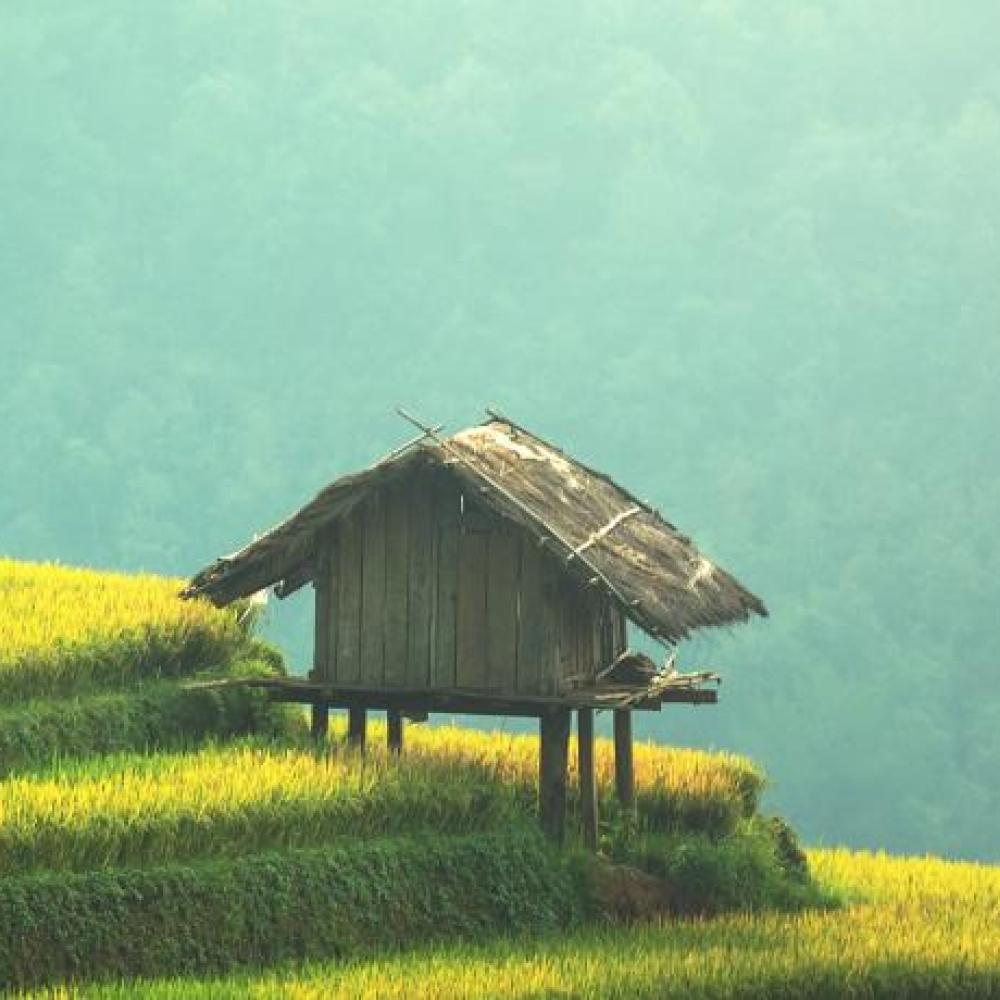 terraced green steps -international agricultural development