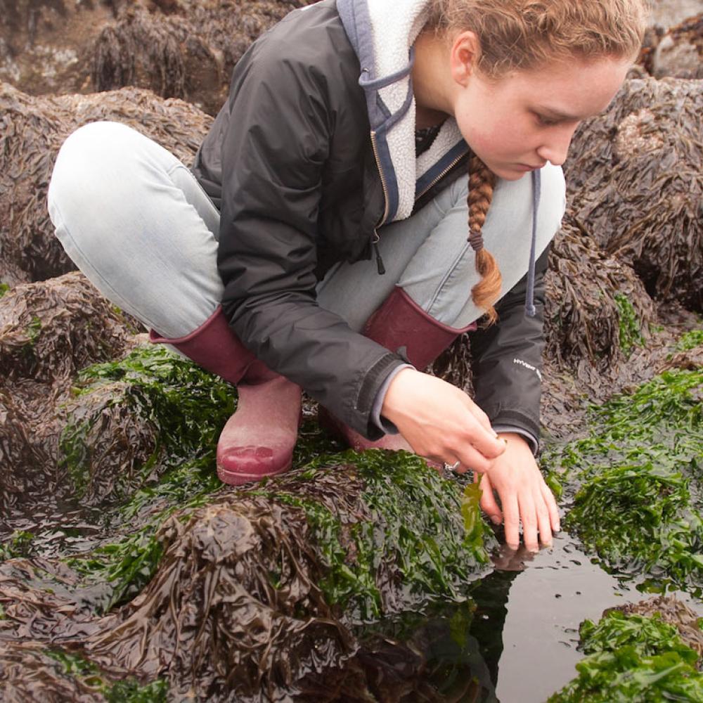 A female student investigates a tide pool near Bodega Bay