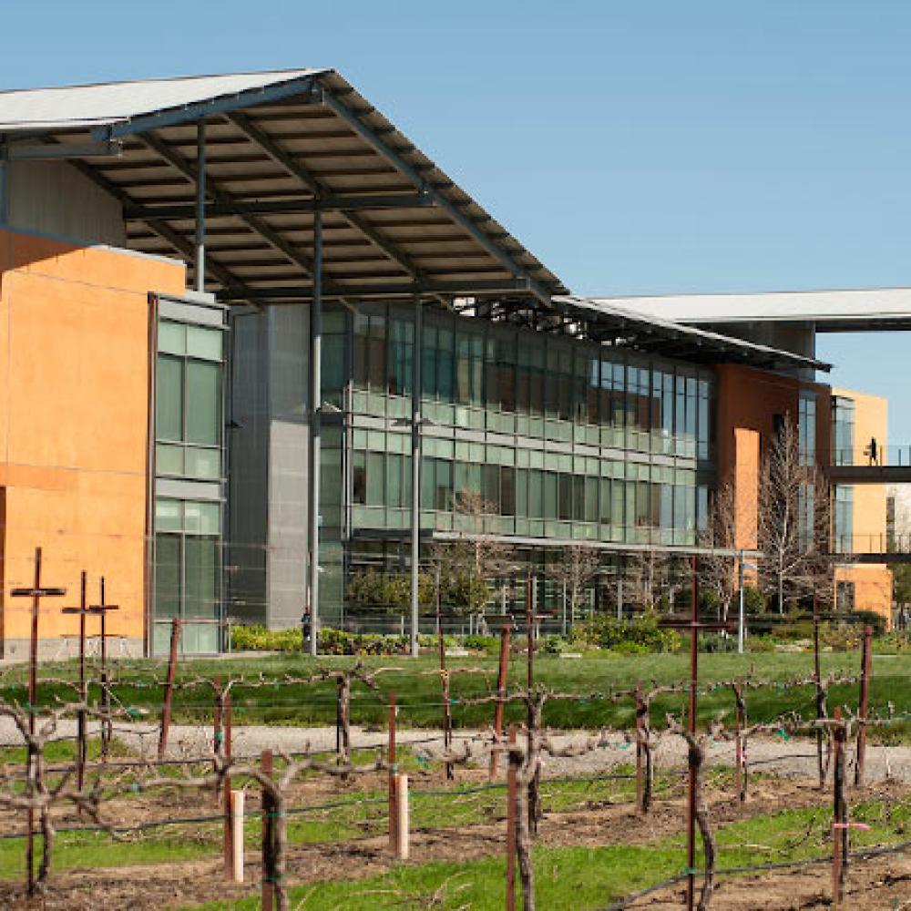 Exterior view of the vineyard just outside of the Robert Mondavi Institute for Wine and Food Science