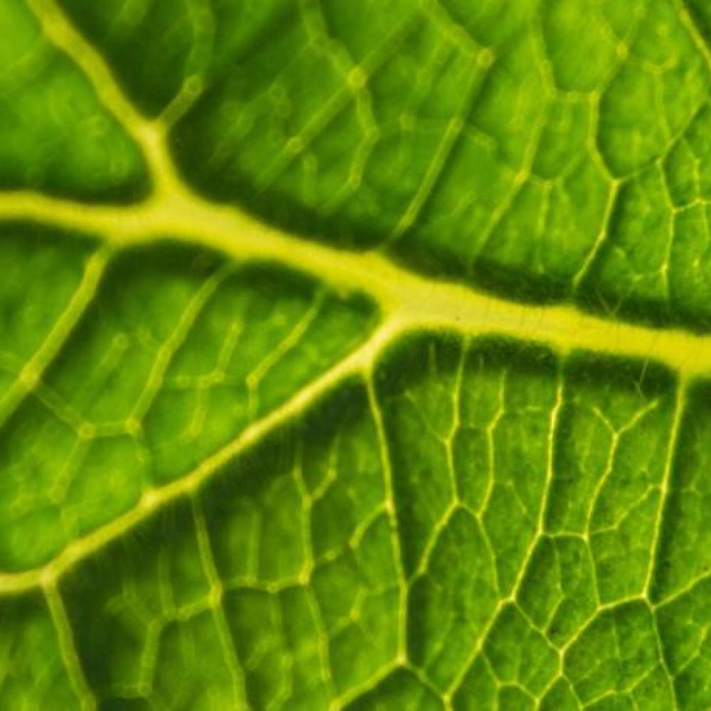 zoomed in leaf