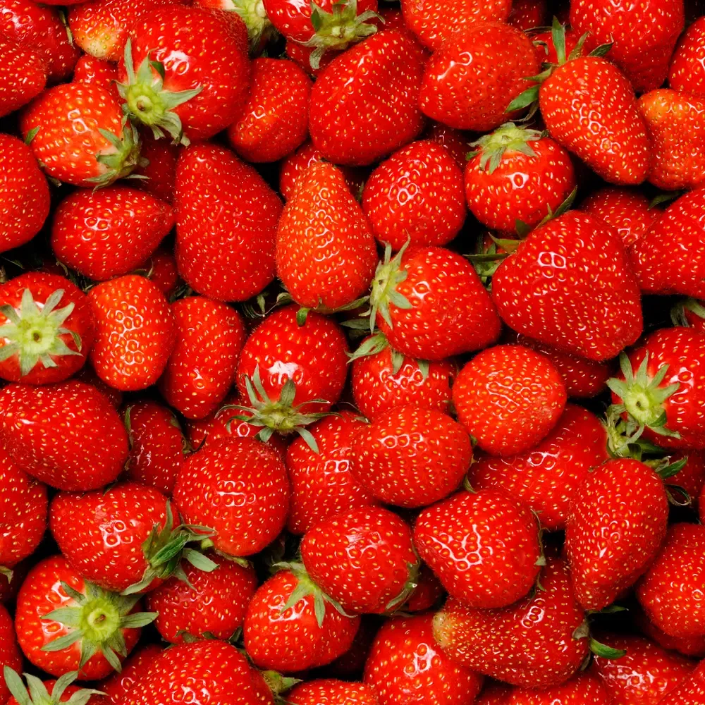 Close-up photograph of ripe red strawberries with green leaves