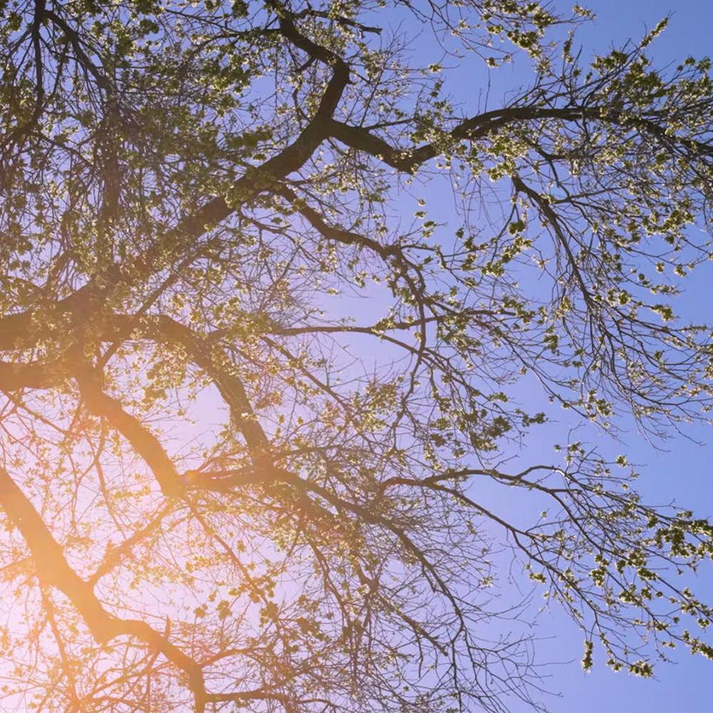 looking up at a budding oak tree