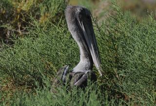 One of two baby brown pelican chicks found on Isla San Luis in Mexico during a 2014 survey by UC Davis professor emeritus Dan Anderson. The survey found that California brown pelicans experienced a widespread breeding failure this year.